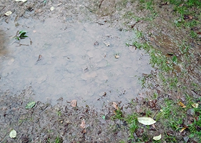 A Flooded Garden