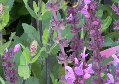 Planting scheme