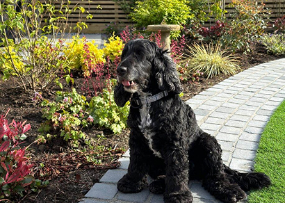 Dog-friendly garden design
