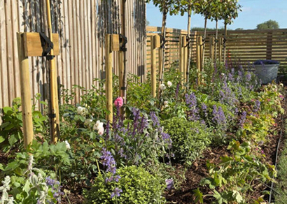Planting scheme with shrubs and perennials